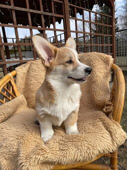 Corgi - 7