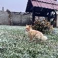 Čivava ke krytí - 7
