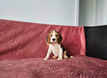 BEAGLE - bigl, beautiful puppies ZKwP/ FCI - 7