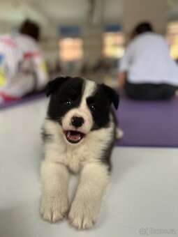 YogaPets - Jóga se štěňátky / štěňaty v Praze - 7