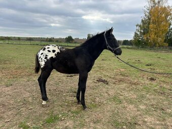 Hříbata Apaloosa - 7