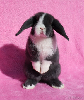 Zakrslý modrooký NHD beránek maličká samička s VP. - 7