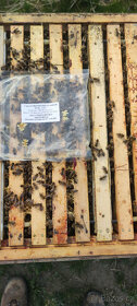 Včely - vyzimované včelstva - 7