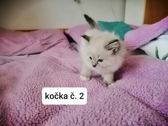 Ragdoll koťátka - 7
