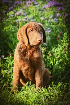 Hnědý retriever(jako hnědý labrador-chesapeake)sPP - 7