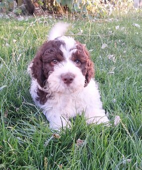 Lagotto romagnolo s PP (italský vodní pes) - 7