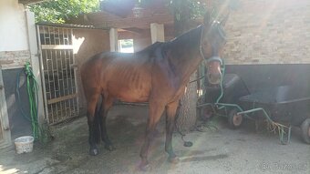 Hledáme nový domov pro našeho parťáka ❤️ - 7