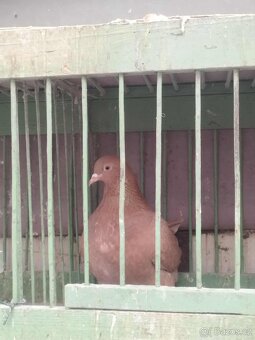 Prodám holuby NVH a texany - 7