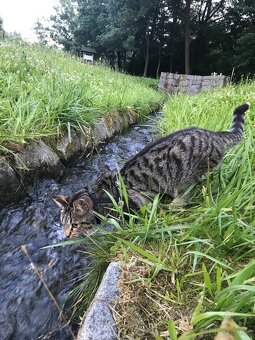 Daruji tříletou kočičku - 7