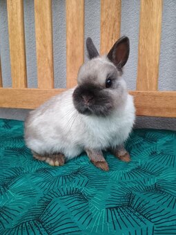 Zakrslý siamský žlutý MINI sameček - 7