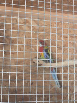 Rozela rubino a pestrá - 7