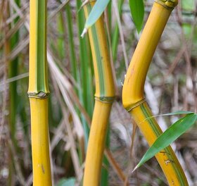 Bambusy - 7