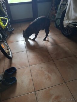 Americký pitbul teriéra - 7