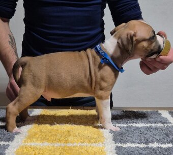 Americký stafordšírský teriér s PP - 7