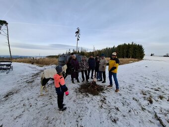 Valach AMHR/ASPC- minihorse - 7