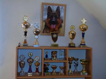 Německý ovčák štěňata - Rokycany - 7