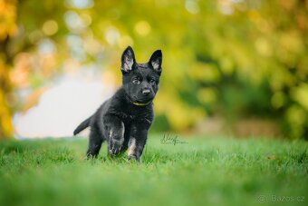 Německý ovčák - štěňata - 7