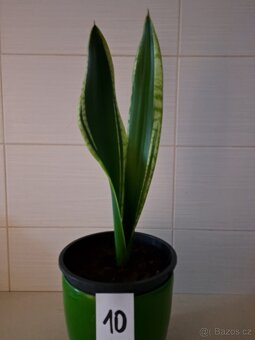 Sansevieria "tchynin jazyk" - 7