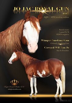 🌟🐴Na predaj výnimočný QH žrebček - 7