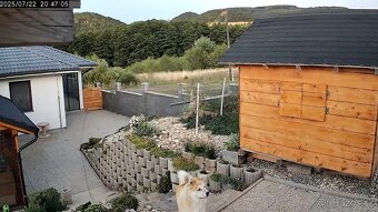 Akita Inu - 7