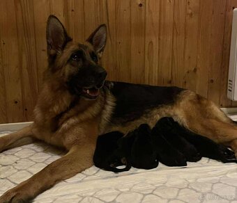 německý ovčák - nádherné štěně fenka - 7