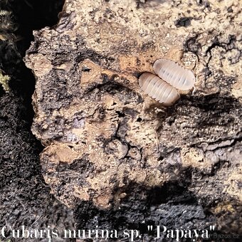 ISOPODY·STÍNKY - Fauna trhy Ostrava 14.12. - 7