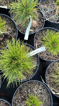 Borovice c2 doprava - 7