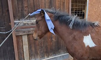 American Paint Horse - 7