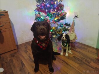 Labradorský retrívr s PP krytí - 7