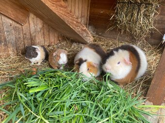 Morčátko sameček TEDDY - 7