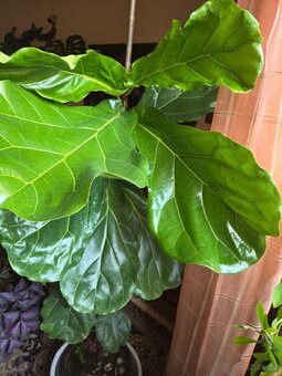 monstera, fíkus dubák, pryšec - 7