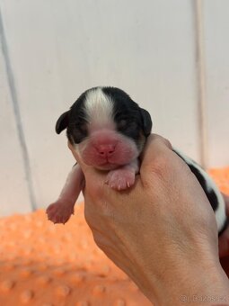 Cavalier King Charles spaniel - 7