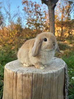 Minilop zakrslý beránek - 7