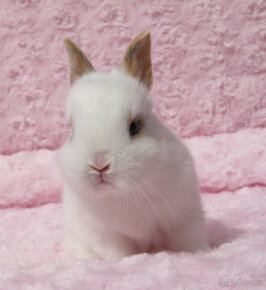 Zakrslý krátkouchý králíček , malinký kluk s VP - 7