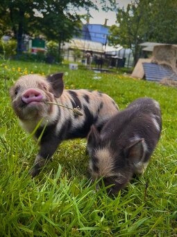 Selátka Kune Kune - 7