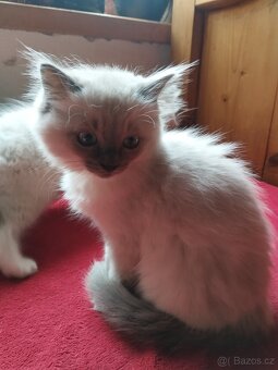 Ragdoll koťata - 7