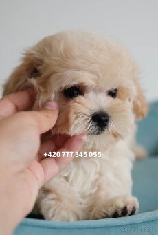 Maltipoo chlapeček ve světlé karamelové barvě - 7
