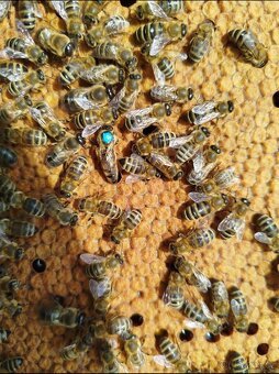 Včelí oddělky 2026 na rám. míře 39x24 - 7