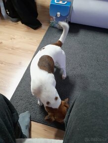 Jack Russell Teriér  ke krytí - 7