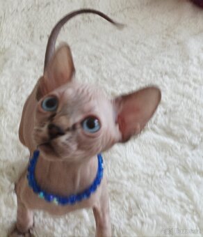 Kanadský sphynx - 7
