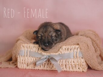 Prodej - štěňata Saarloosova vlčáka 🐺 - 7