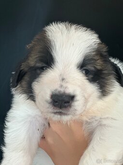 Tornjak s PP poslední 2 štěňátka - 7