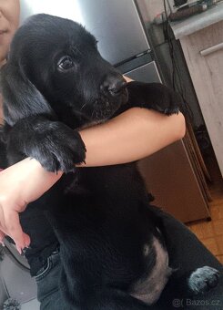 Štěňátka Labradora - 7