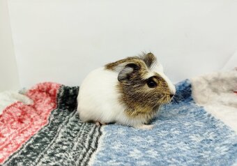 Morče, Morčata, Morčátko, Morčátka - SAMIČKA - 7