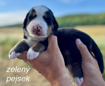 Bernský salašnický pes s PP - štěňátka - 7