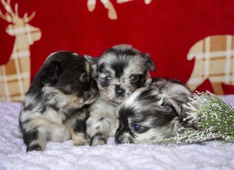 Štěňata - dlouhosrstá čivava - 7