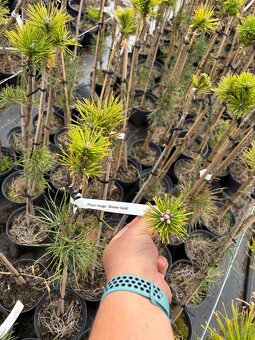 Borovice c3 doprava - 7