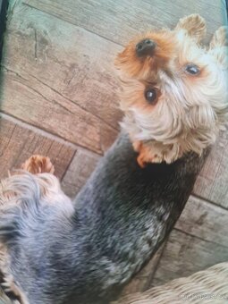 Jorkšírský teriér mini pejsek bez PP - 7