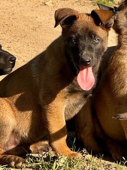 BELGICKÝ OVČÁK MALINOIS - 7