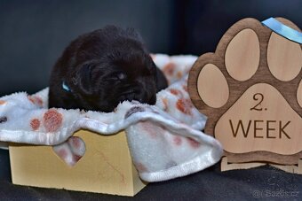 ŠTĚŇATA - LABRADORA - LABRADORSKÉHO RETRIEVERA S PP - 7
